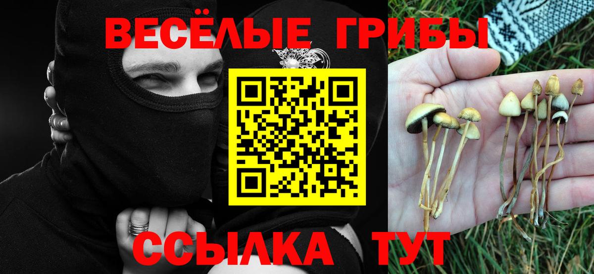 Галлюциногенные грибы Psilocybine cubensis Горно-Алтайск